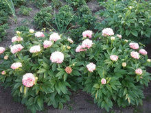 Load image into Gallery viewer, LOIS CHOICE