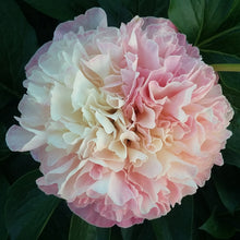 Load image into Gallery viewer, LOIS CHOICE