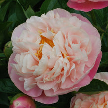 Load image into Gallery viewer, Kayleigh Ann Peonijas