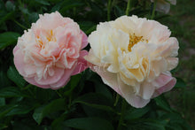 Load image into Gallery viewer, Kayleigh Ann Peonijas