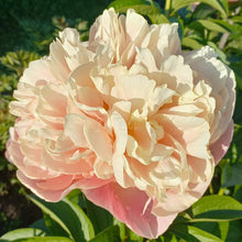 Load image into Gallery viewer, Kayleigh Ann (Autumn) Peonijas