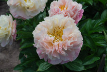 Load image into Gallery viewer, Kayleigh Ann Peonijas