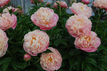 Load image into Gallery viewer, Kayleigh Ann Peonijas