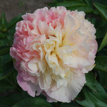 Load image into Gallery viewer, Lois Choice Peonijas