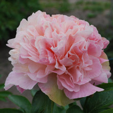 Load image into Gallery viewer, Lois Choice Peonijas