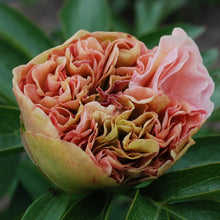 Load image into Gallery viewer, Lois Choice Peonijas