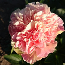 Load image into Gallery viewer, Lois Choice Peonijas