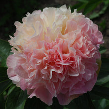 Load image into Gallery viewer, Lois Choice Peonijas