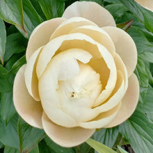 Load image into Gallery viewer, Pastelegance Peonijas