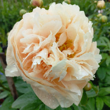 Load image into Gallery viewer, Pastelegance Peonijas