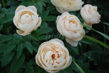 Load image into Gallery viewer, Pastelegance Peonijas