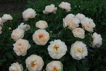 Load image into Gallery viewer, Pastelegance Peonijas