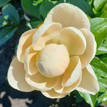 Load image into Gallery viewer, Pastelegance Peonijas