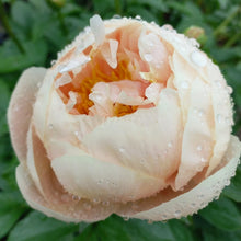 Load image into Gallery viewer, Pastelegance Peonijas