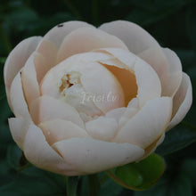 Load image into Gallery viewer, Pastelegance Peonijas