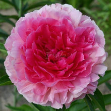 Load image into Gallery viewer, Rose Heart Peonijas