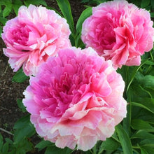 Load image into Gallery viewer, Rose Heart Peonijas