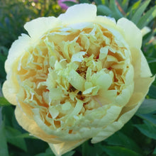 Load image into Gallery viewer, Sonoma Yedo Peonijas