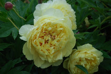 Load image into Gallery viewer, Sonoma Yedo Peonijas