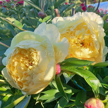 Load image into Gallery viewer, Sonoma Yedo Peonijas