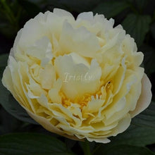 Load image into Gallery viewer, Zemina Peonijas