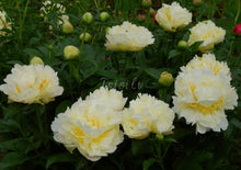 Load image into Gallery viewer, Zemina Peonijas