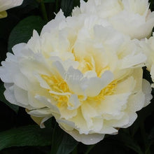 Load image into Gallery viewer, Zemina Peonijas