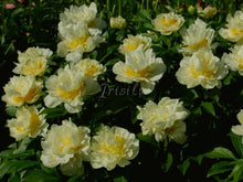 Load image into Gallery viewer, Zemina Peonijas