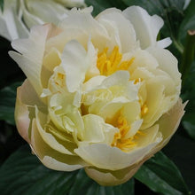 Load image into Gallery viewer, Zemina Peonijas