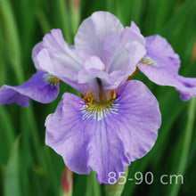 Load image into Gallery viewer, BERLIN MAGENTA
