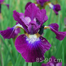 Load image into Gallery viewer, BERLIN PURPLE WINE
