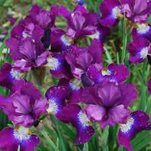 Load image into Gallery viewer, BERLIN PURPLE WINE
