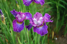 Load image into Gallery viewer, BLACKBERRY JUBILEE
