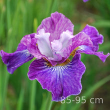 Load image into Gallery viewer, BLACKBERRY JUBILEE

