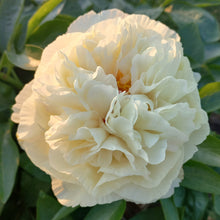 Load image into Gallery viewer, BLONDE VISION
