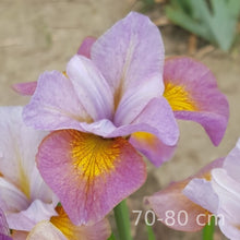 Load image into Gallery viewer, SIMPLY BRILLIANT
