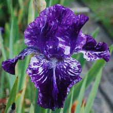 Load image into Gallery viewer, SPLATTER MATTERS
