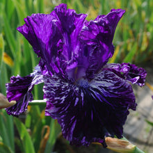 Load image into Gallery viewer, SPLATTER MATTERS
