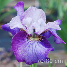 Load image into Gallery viewer, STAR LION

