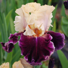 Load image into Gallery viewer, AIME BAY - Īrisi
