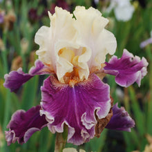 Load image into Gallery viewer, AIME BAY Īrisi
