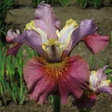 Load image into Gallery viewer, Cherry Fling Risi
