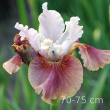 Load image into Gallery viewer, Cherry Fling Īrisi

