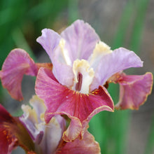 Load image into Gallery viewer, Cherry Fling Īrisi
