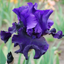 Load image into Gallery viewer, Eclipse De Mai Risi
