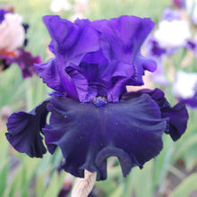 Load image into Gallery viewer, Eclipse De Mai Risi
