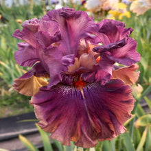 Load image into Gallery viewer, Fly Your Colors Īrisi
