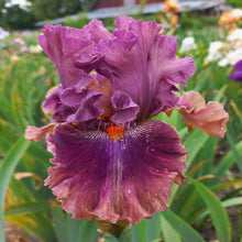 Load image into Gallery viewer, Fly Your Colors Īrisi
