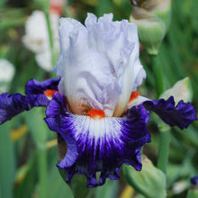 Load image into Gallery viewer, Gypsy Lord Īrisi
