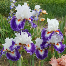 Load image into Gallery viewer, Gypsy Lord Risi

